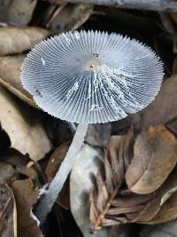 Coprinopsis lagopus image