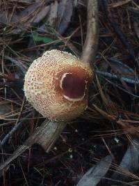 Lepiota magnispora image