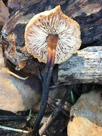 Gymnopus brassicolens var. brassicolens image