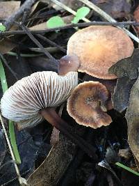 Gymnopus brassicolens var. brassicolens image