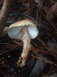 Lepiota magnispora image