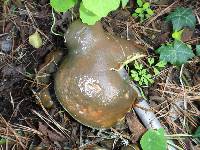 Suillus pungens image