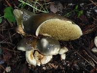 Suillus pungens image