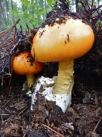 Amanita caesarea image