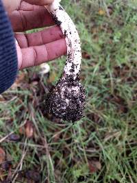 Amanita phalloides image