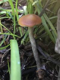 Psilocybe cyanescens image