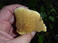 Suillus pungens image