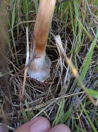 Volvariella gloiocephala image