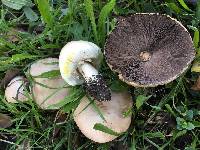 Agaricus xanthodermus image