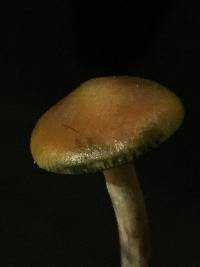 Psilocybe cyanescens image