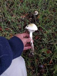 Amanita phalloides image