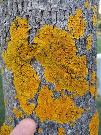 Xanthoria parietina var. parietina image