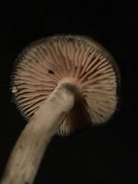 Psilocybe cyanescens image