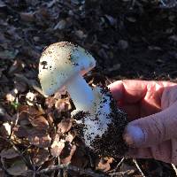 Amanita phalloides image