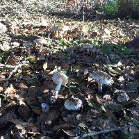 Amanita phalloides image