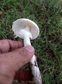 Amanita phalloides image