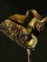 Psilocybe cyanescens image