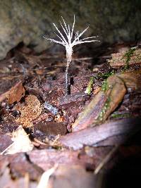 Xylaria tentaculata image