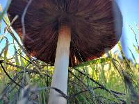 Volvariella gloiocephala image