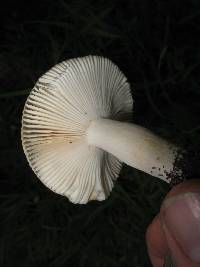 Russula cerolens image