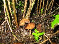 Psilocybe caerulescens image