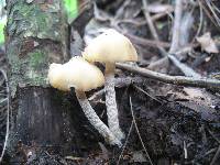 Psilocybe zapotecorum image