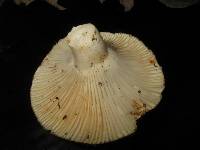 Russula brevipes image