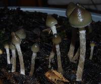 Psilocybe makarorae image