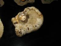 Russula brevipes image