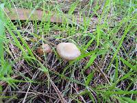 Psilocybe cyanescens image