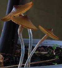 Psilocybe makarorae image