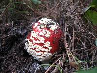 Amanita muscaria image