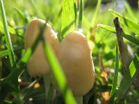 Conocybe apala image