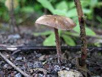 Psilocybe caerulescens image