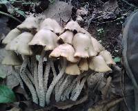 Psilocybe zapotecorum image