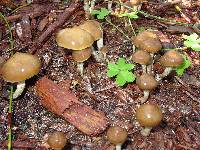 Psilocybe ovoideocystidiata image