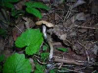 Psilocybe ovoideocystidiata image