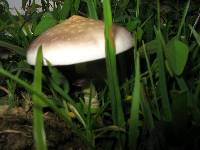 Psilocybe cubensis image