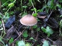 Psilocybe caerulescens image