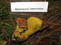 Hypomyces luteovirens image