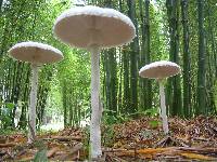 Macrolepiota dolichaula image