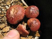 Gymnopilus luteofolius image