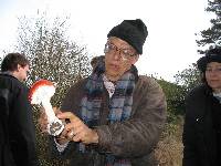 Amanita muscaria subsp. flavivolvata image