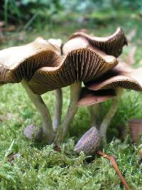 Psilocybe cyanescens image