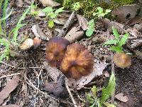 Psilocybe caerulescens image