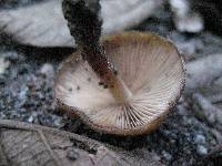 Psilocybe caerulescens image