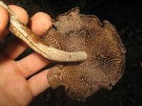 Psilocybe zapotecorum image