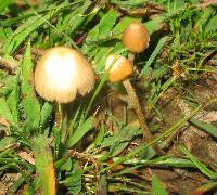 Psilocybe mexicana image