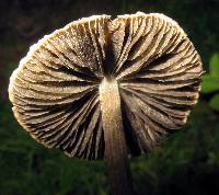 Panaeolus cyanescens image