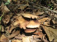 Psilocybe zapotecorum image